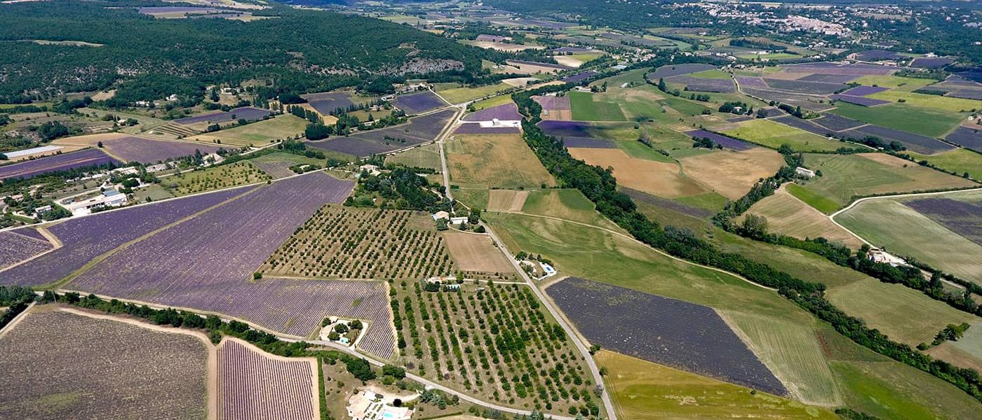 Lavender fields of Mont Ventoux