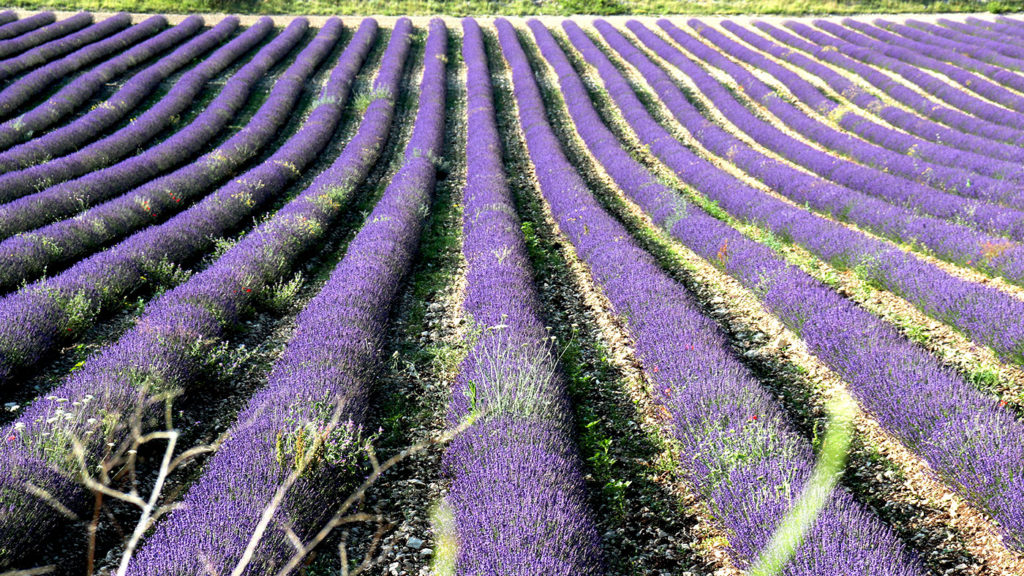 Lavande bio à Sault en Provence