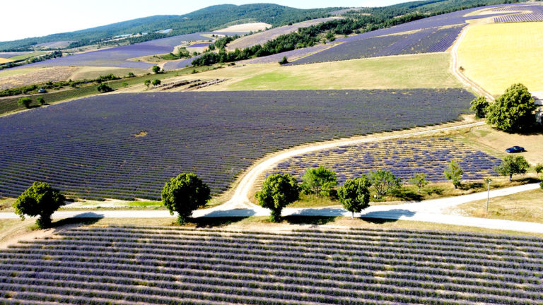 Lavande Drôme Provençale