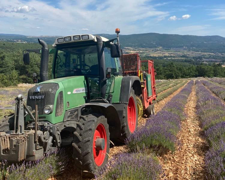 Production de Lavande certifiée du mont Ventoux