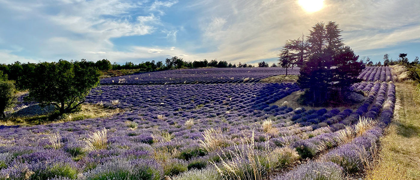 Organic lavender fields in Vaucluse