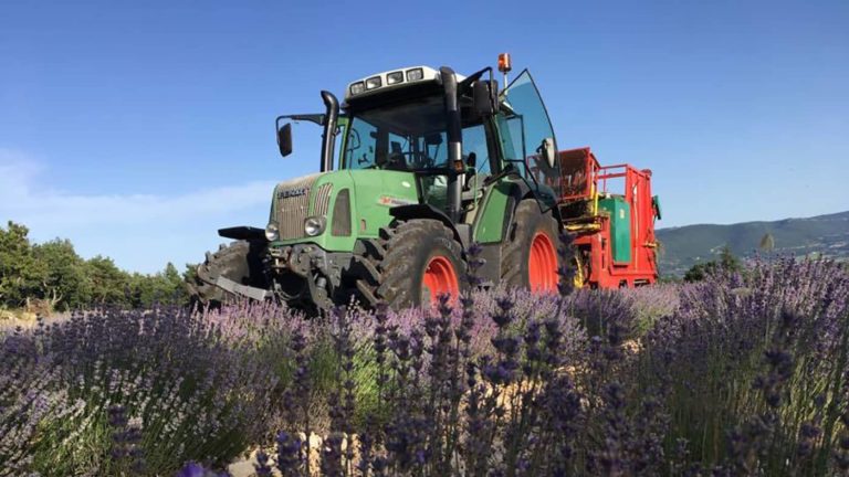 Producers of essential oils mont Ventoux