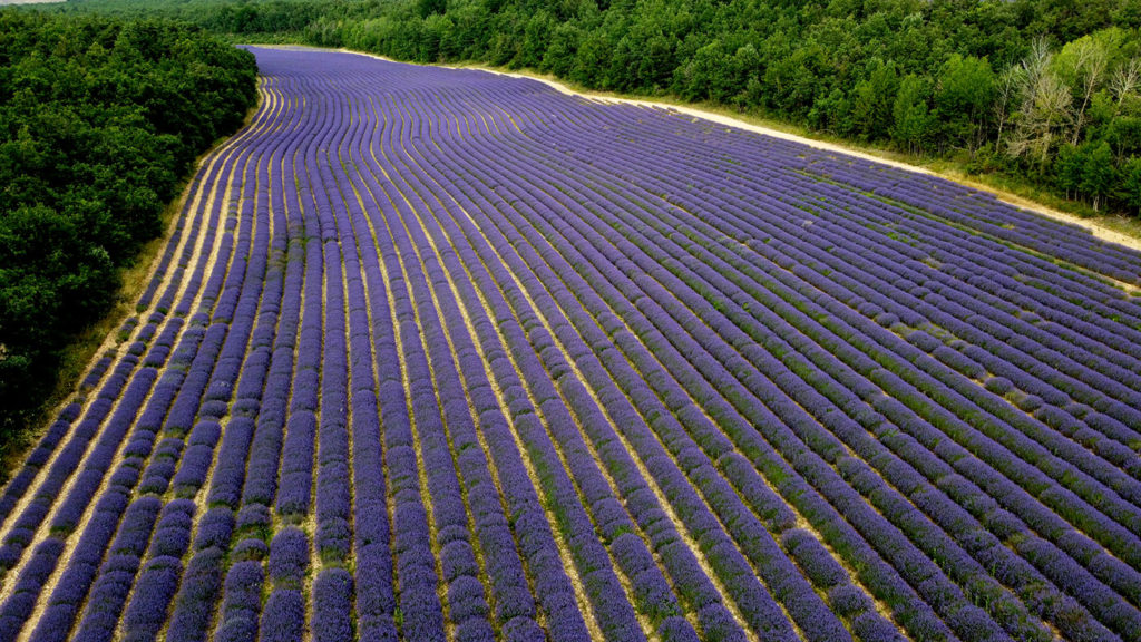 Lavande Drôme Provençale