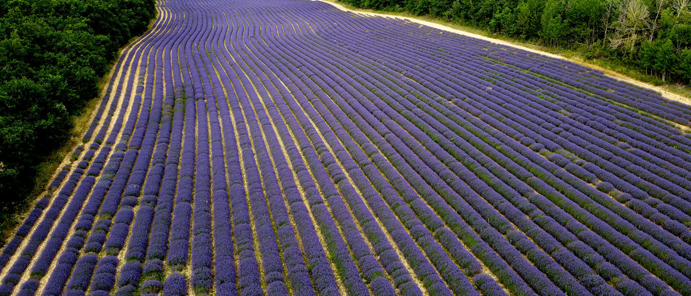 Pollinisation de la lavande