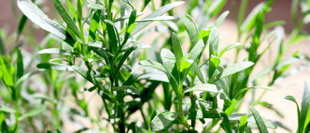 Tarragon harvest