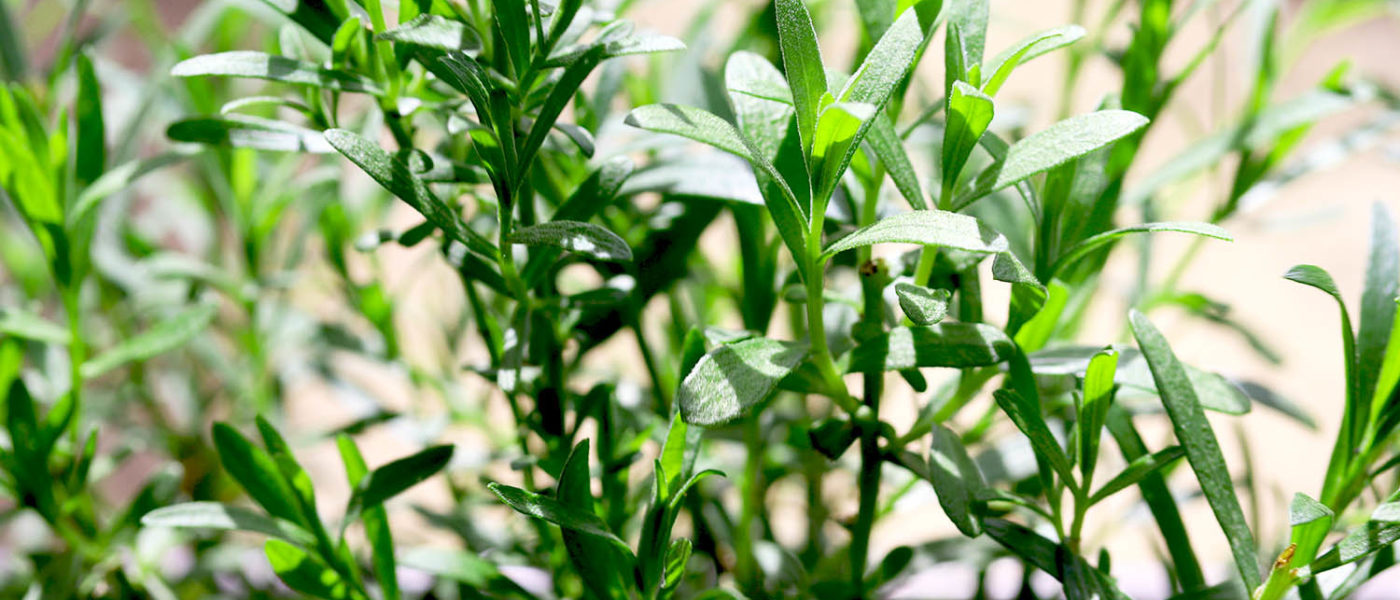 Tarragon pollination