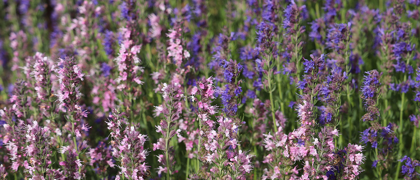 Hyssop pollinisation