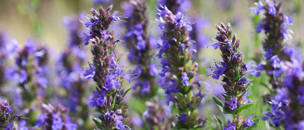 Hyssop