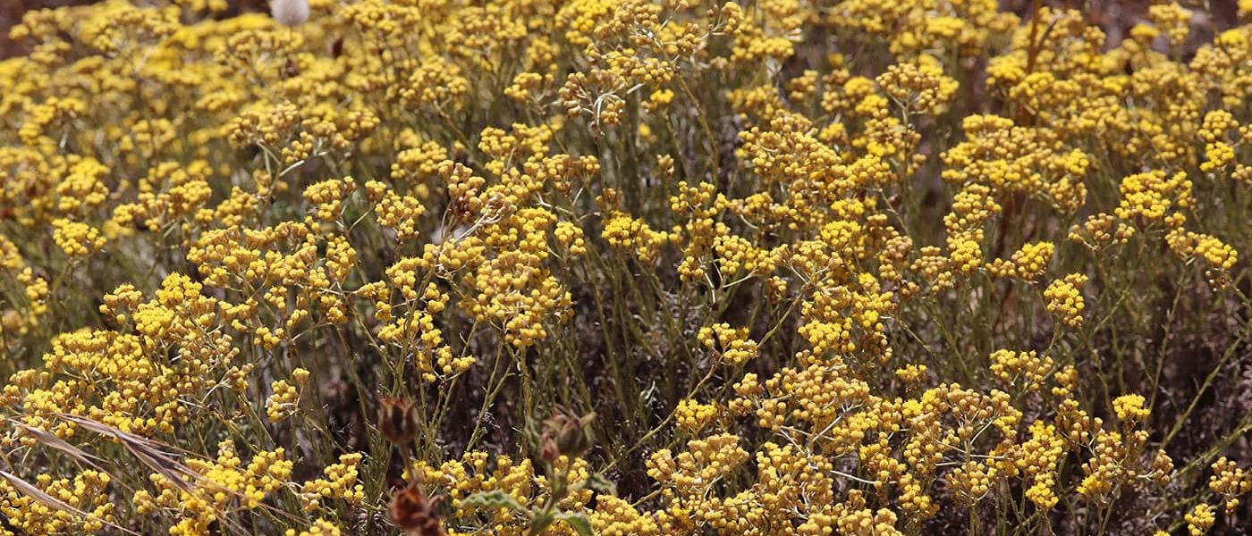 Immortelle pollination