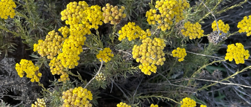 Récolte de l'immortelle biologique