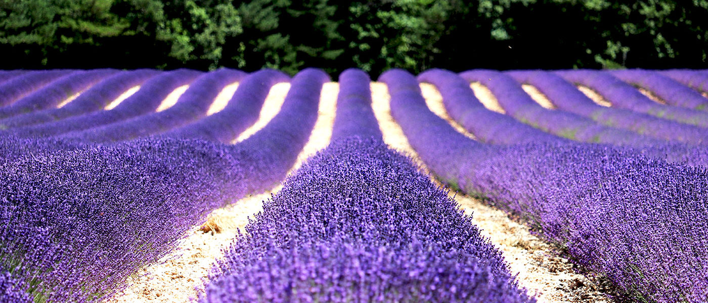 Pollinisation de la lavande