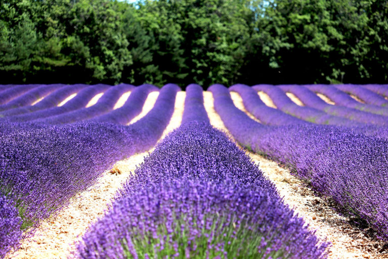 Furrows lavender fields