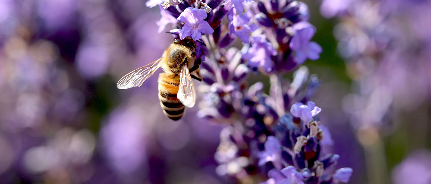 Pollinisation de la lavande