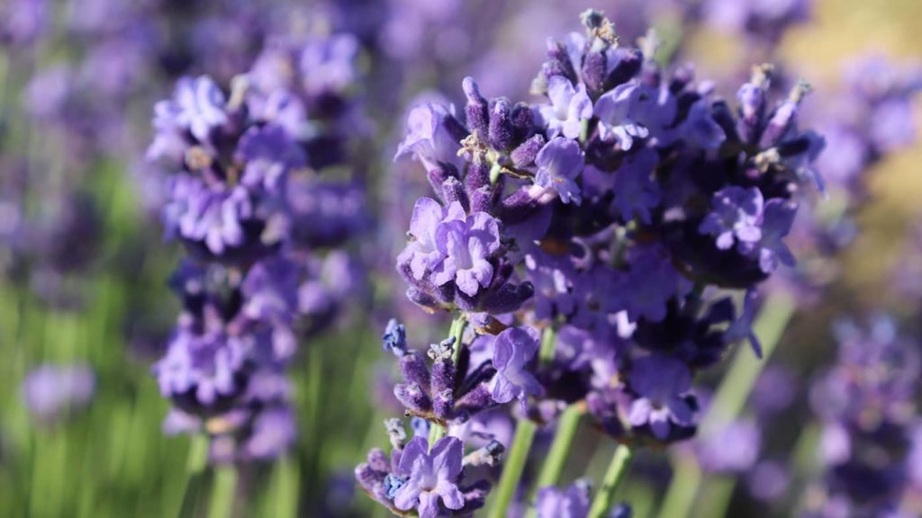 Organic lavender harvest