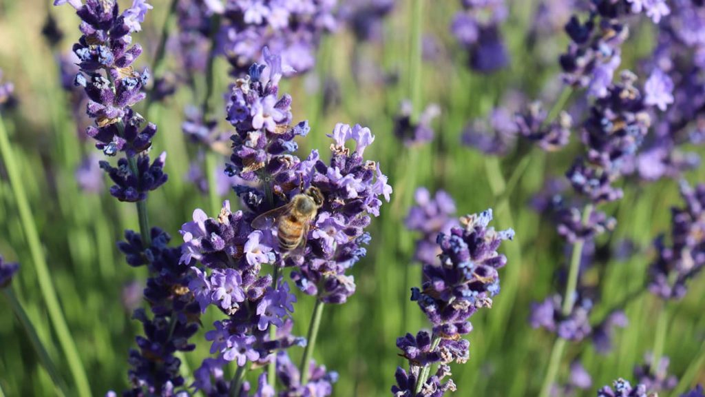 Diva Lavender harvest