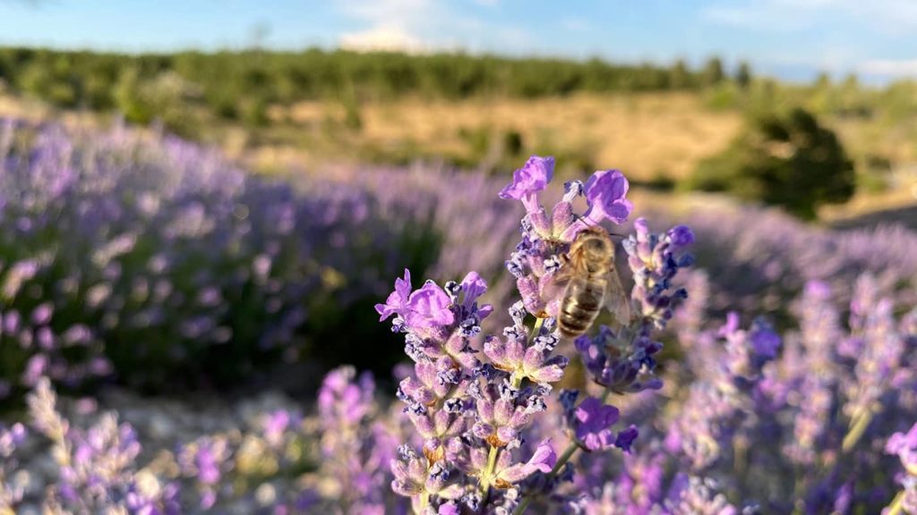 Organic Maillette lavender harvest