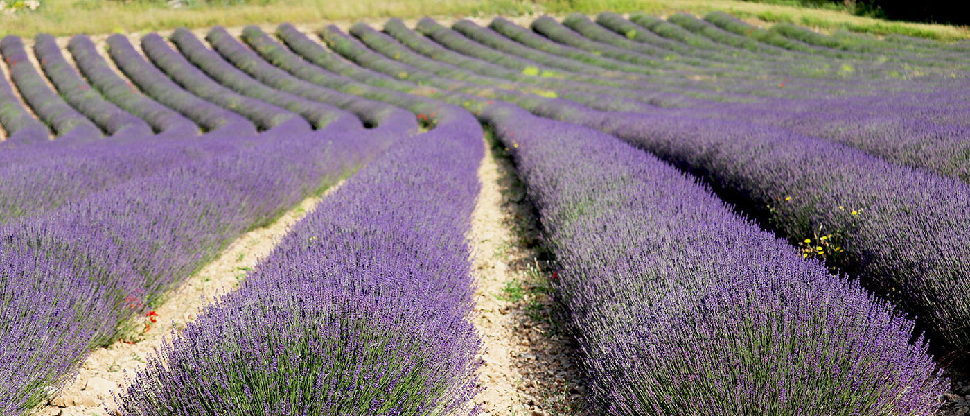 Lavender pollination