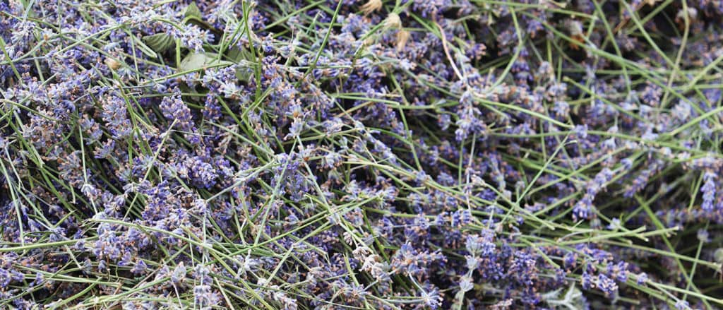 fine lavender harvest
