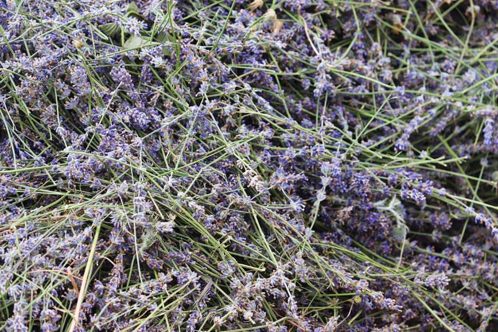 Organic lavender harvest