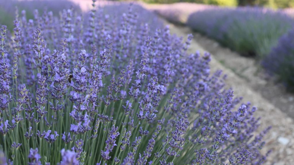 Abrial Lavender