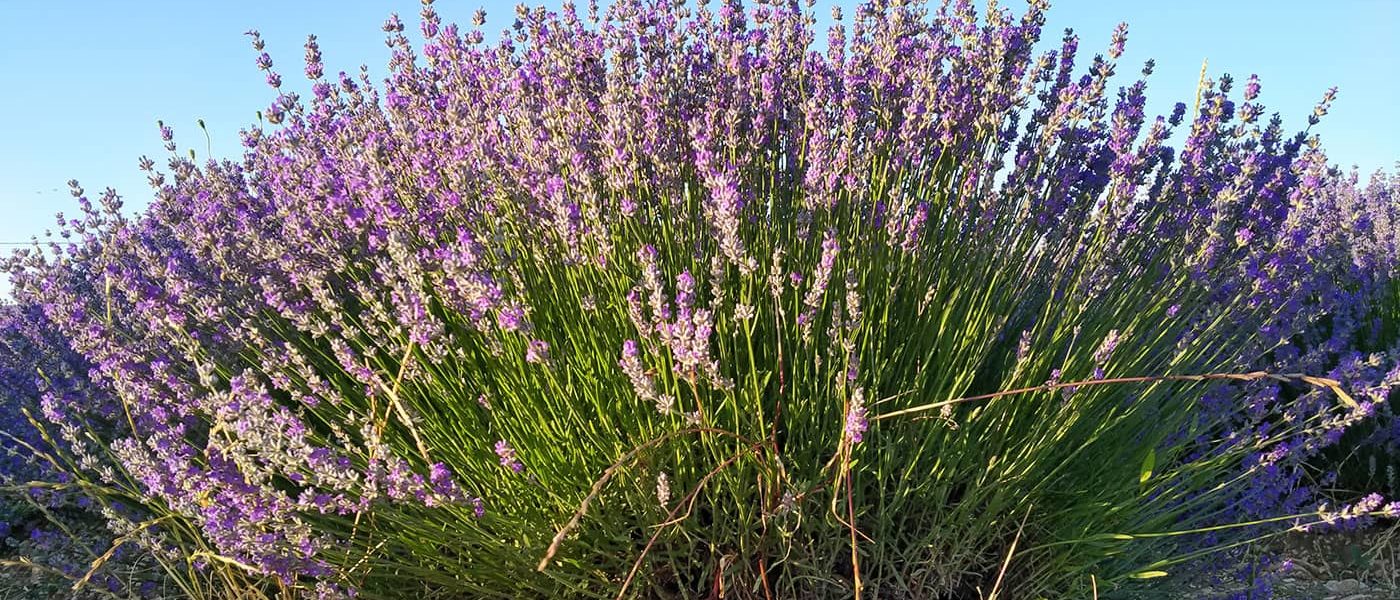 Pollinisation de la lavande