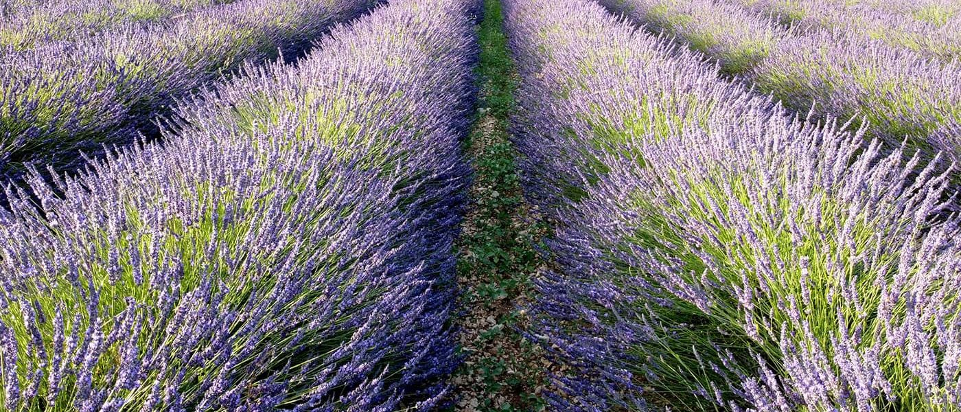 Pollinisation de la lavande