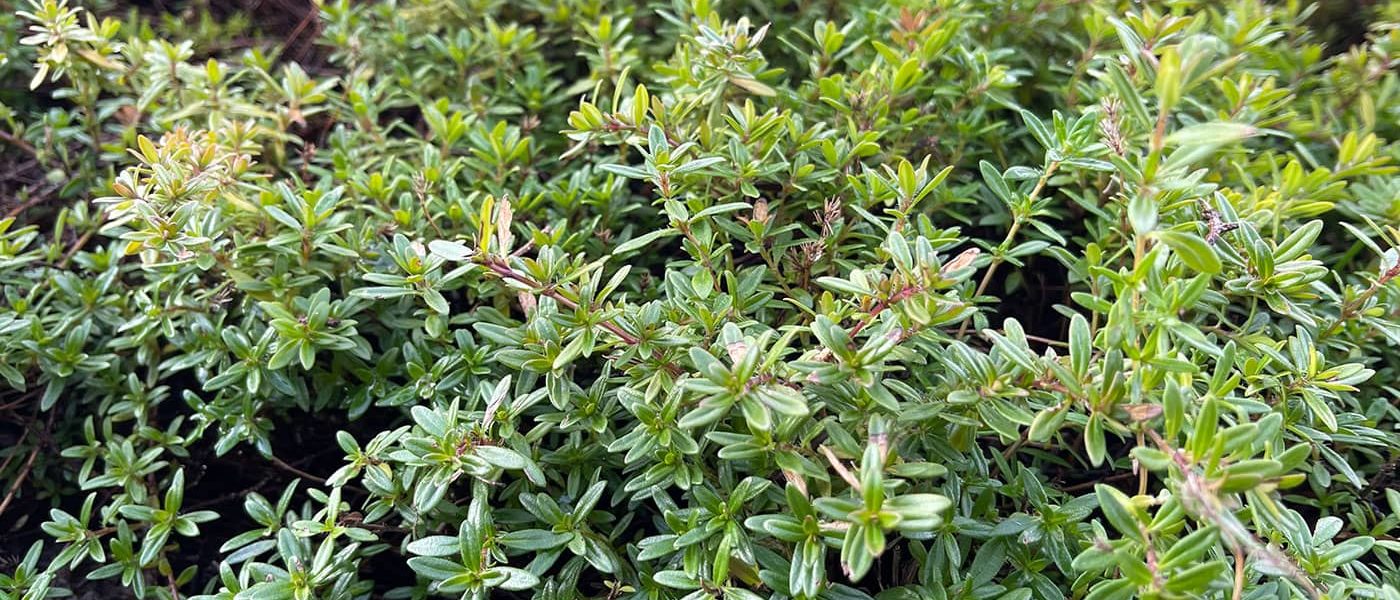 Oregano pollination