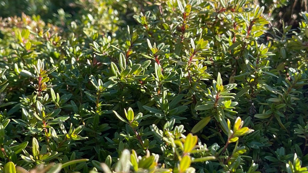 Oregano harvest