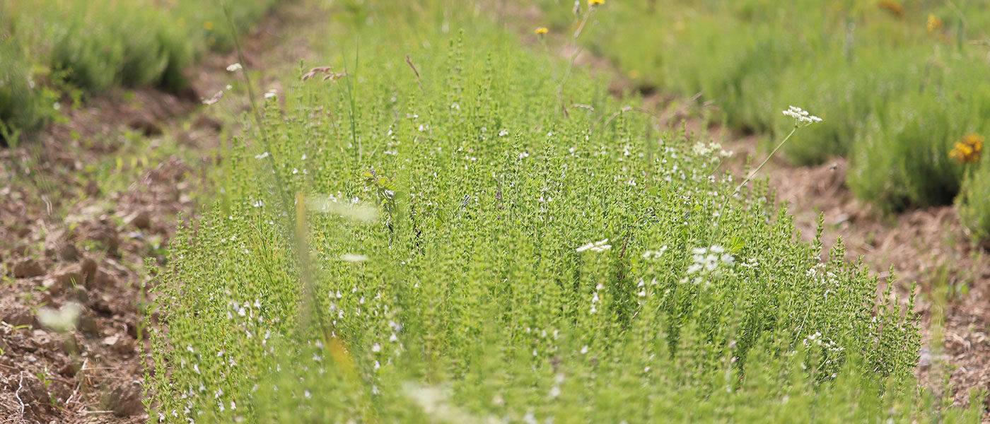 Pollinisation de la lavande