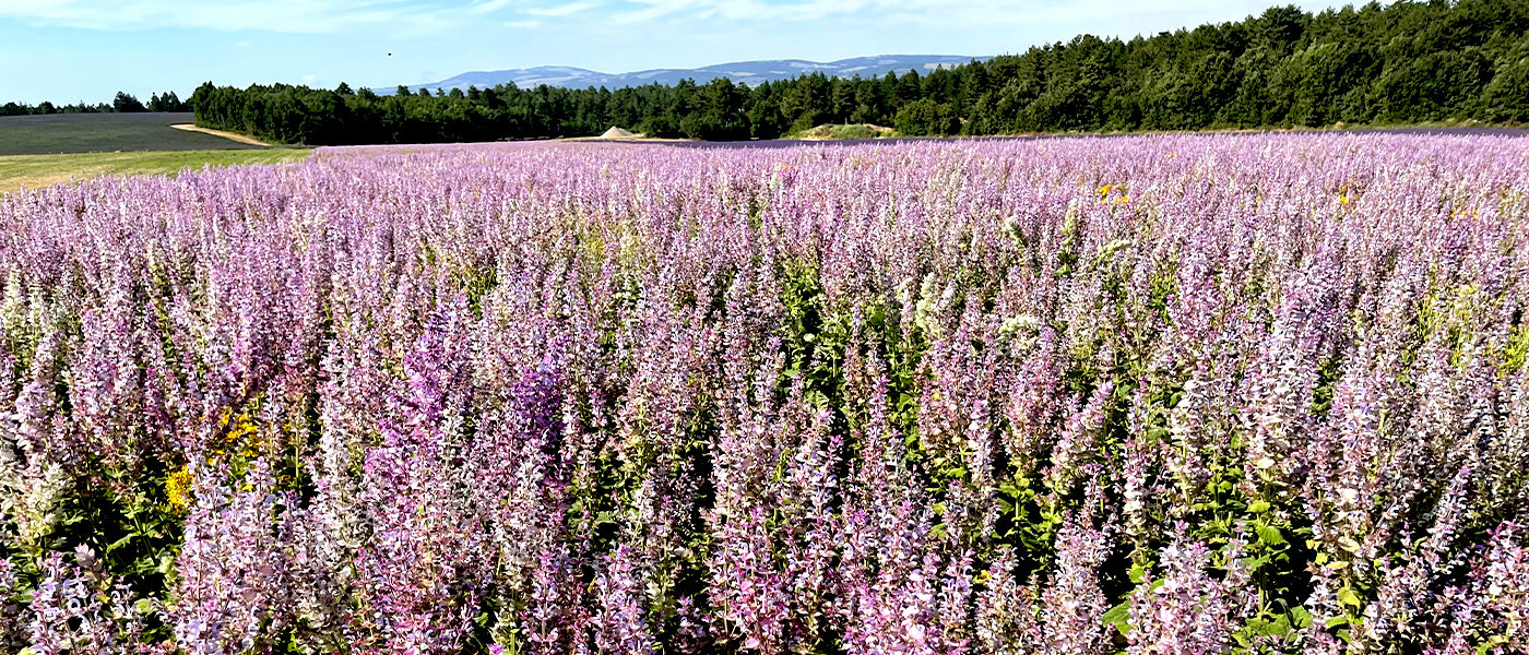 Clary Sage pollination