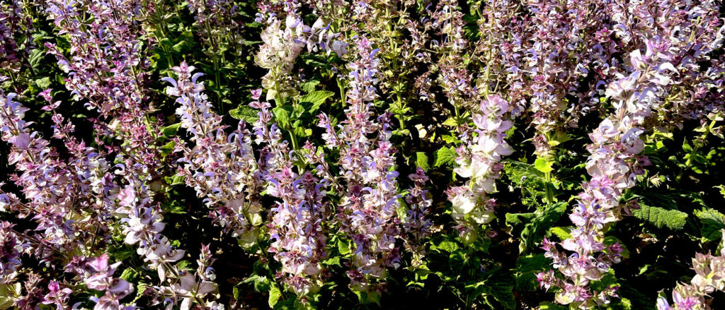 Clary Sage harvest