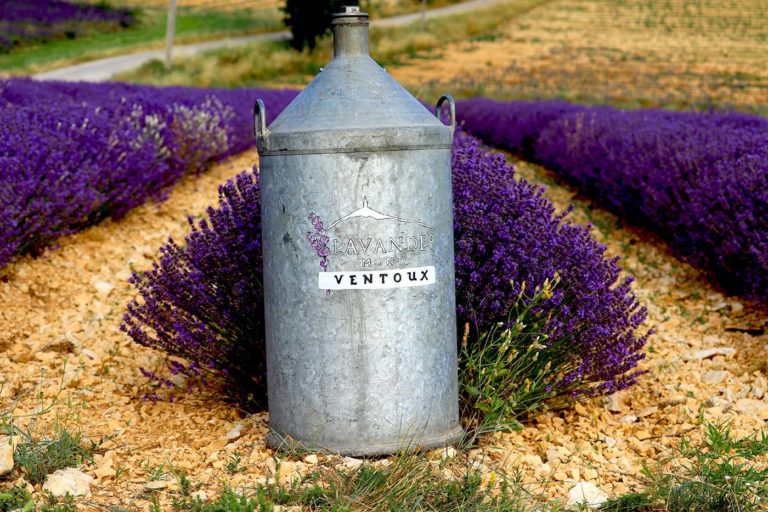 Lavande bio à Sault en Provence