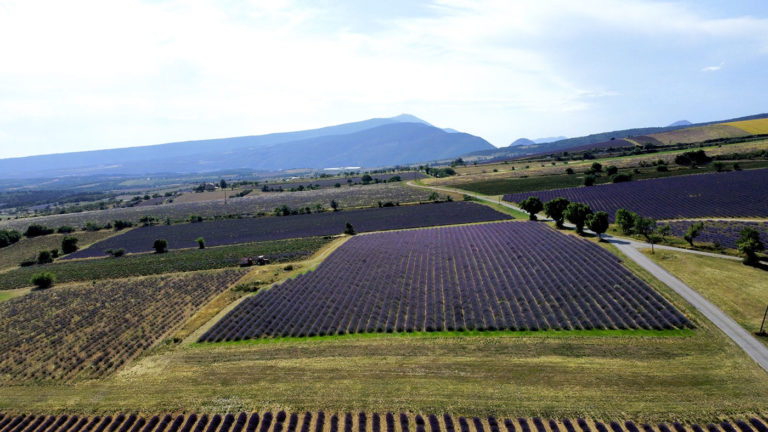 Lavender growers of Mont Ventoux