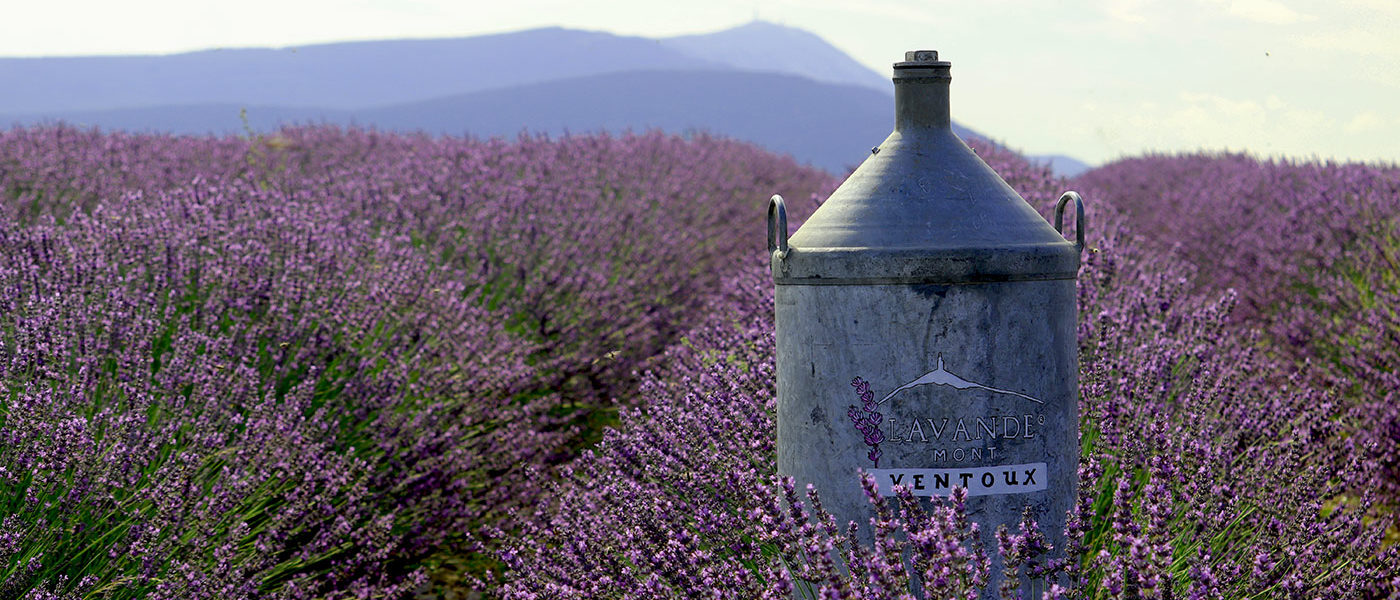 Lavande du mont Ventoux